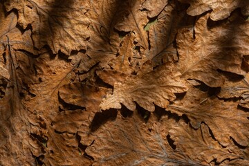 Dry oak leaves on a dark autumn background. Abstract texture