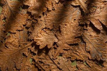 Dry oak leaves on a dark autumn background. Abstract texture