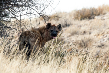 spotted hyena smiles at camera in Africa