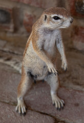 meerkat squirrel portrait - side view on the ground