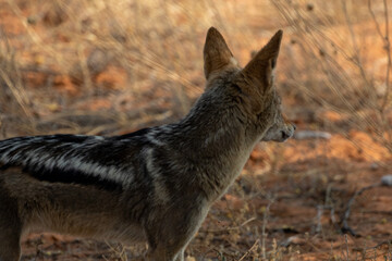 jackal at sunset staring