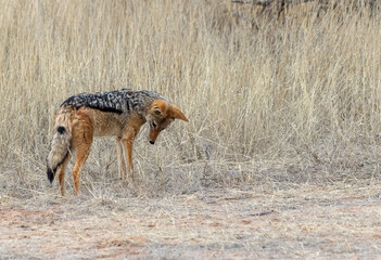 black backed jackal in wild looks down