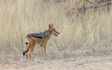 coyote black-backed jackal in African grassland