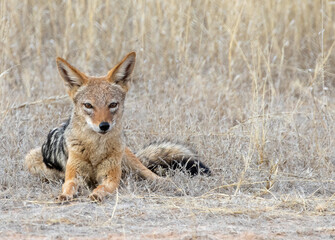 seated silver backed jackal stares into camera