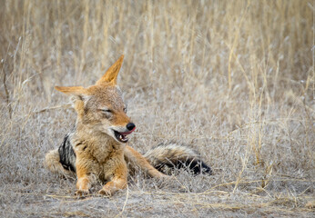 Fototapeta premium black backed jackal eating