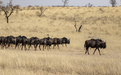 Fototapeta na wymiar Herd of wildebeest in wild desert