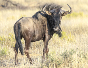 Blue wildebeest stares at camera