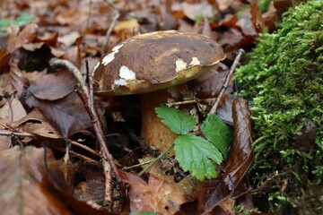mushrooms in the forest