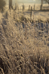 Fototapeta premium Golden early morning sunlight shines through frosty grass on a freezing cold winter morning in the Flemish countryside. Frost covered nature winter background.