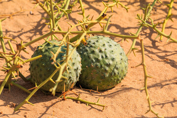 African horned cucumber, kiwano , traditional food plant in Africa. Sandwich Harbor, Namibia.