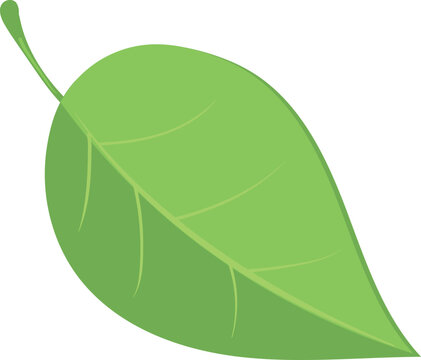 Green leaf icon. Cartoon tree spring foliage
