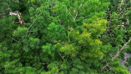 Close up Asparagus plant tree in the public park garden