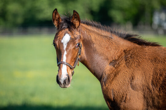 Thoroughbred foal