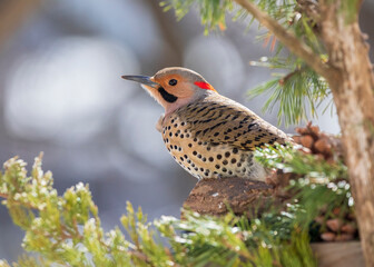flicker woodpecker on branch