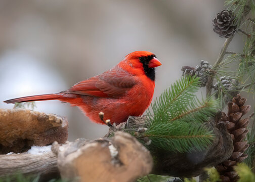 red cardinal on branch