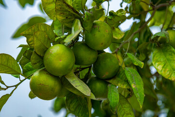Organic lemon plantations fruits close up background. Málaga, Andalusia, Spain. Backgrounds for graphics designers.