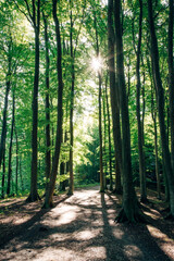 Green Forest at sunset