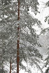 Fototapeta premium Winter beautiful landscape in the forest