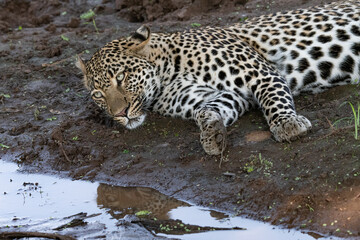close up of leopard near water