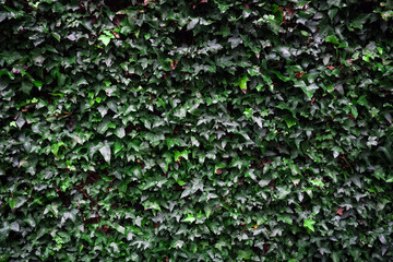 Background green ivy braided wall
