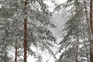 Fototapeta premium Winter beautiful landscape in the forest