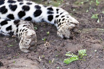 hind legs of a Leopard