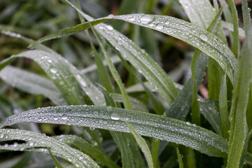 Green grass with dew drops. Dew on green grass. Drops of water on fresh grass. Selective focus. 