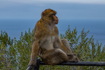 Portrait of barbary macaques. Gibraltar monkeys a major tourist attraction at the top of Rock of Gibraltar. Close up of a wild macaques  One of famous attraction of the British overseas territory.