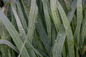 Green grass with dew drops. Dew on green grass. Drops of water on fresh grass. Selective focus. 