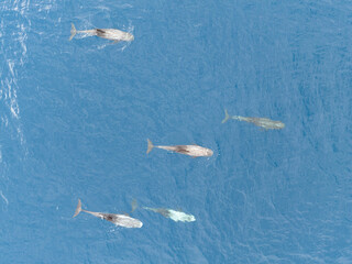 A pod of Risso's dolphins, Grampus griseus, swims in the South Pacific Ocean near the Solomon...