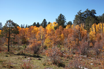 Fototapeta premium Autumn Landscape Utah