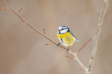 Blue Tit (Cyanistes caeruleus) perched on a branch.