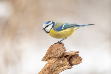 Blue Tit (Cyanistes caeruleus) perched on a branch.