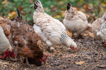Free Range Chickens Enjoying the Afternoon and Eating Grain. Chickens on traditional free range poultry farm. A group of free range chickens feed in a field