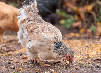 Free Range Chickens Enjoying the Afternoon and Eating Grain. Chickens on traditional free range poultry farm. A group of free range chickens feed in a field