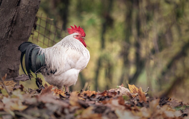 Portrait of Colorful Rooster in the Farm. Autumn leaves in Foreground and Blurry Background. Red...