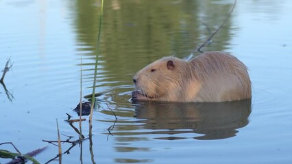 Nutria also known as Coypu (Myocastor coypus) eating food in a pond. 
