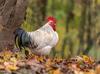 Portrait of Colorful Rooster in the Farm. Autumn leaves in Foreground and Blurry Background. Red...