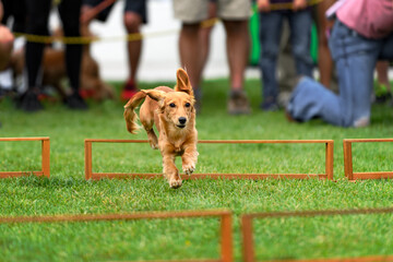 Long-Haired Dachshund Leaps Over Hurdle