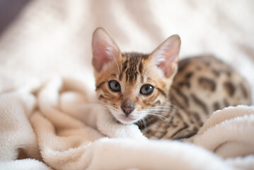 Portrait of bengal kitten covered in white blanket, cute cat has a rest - obrazy, fototapety, plakaty