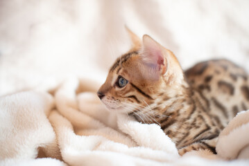 Portrait of bengal kitten covered in white blanket, cute cat has a rest