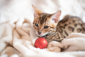Fototapeta na wymiar Portrait of bengal kitten covered in white blanket with red christmas ball, cute cat has a rest. Christmas time