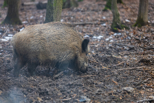 Wild boar - Sus scrofa - in the forest and by the in its natural habitat. Photo of wild nature.