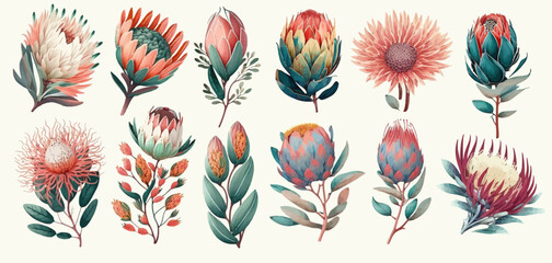 Set of protea flowers, eucalyptus and leaves flowers with leaves and branch. Hand drawn vector illustration - obrazy, fototapety, plakaty