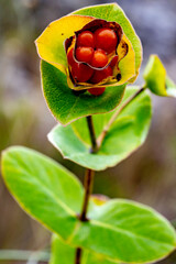 Flor en forma de ballas