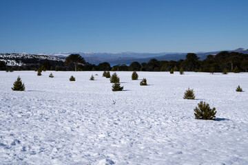 Alpine landscape. View of the snowfield under a clear blue sky in a sunny day, with the mountains in the background.