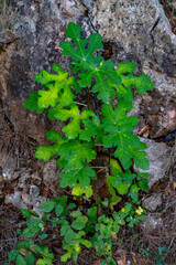 Hojas verdes planta de montaña