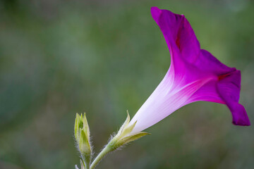Flor morada