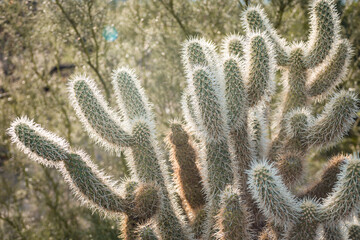 cactus in the desert © Katie Dobies