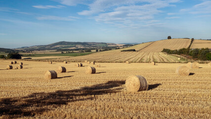 Hay bales in a field with crop lines leading to the Copse on the hill.